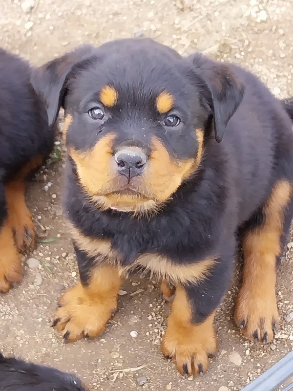 Des amours de sakura -  von Rottweilerzüchterin - Preeders