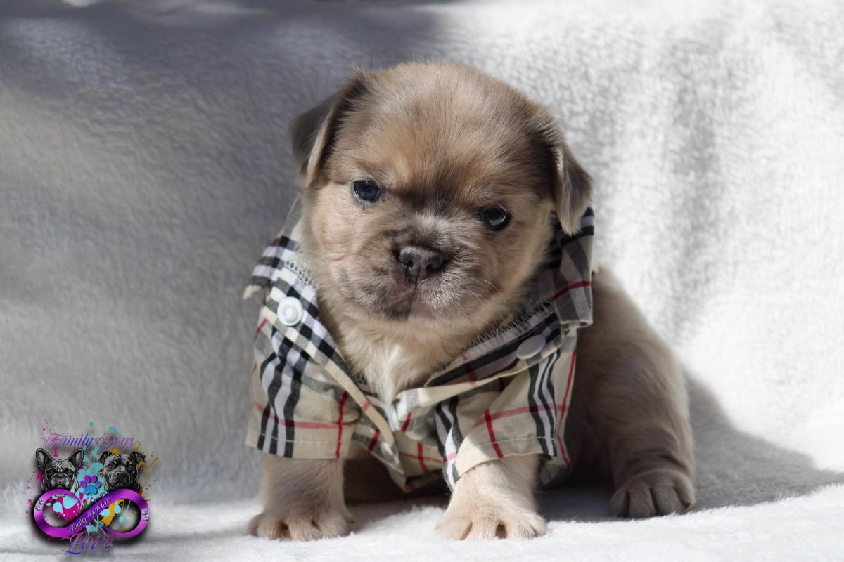 Chiots Bouledogue français fluffy - À vendre - Preeders