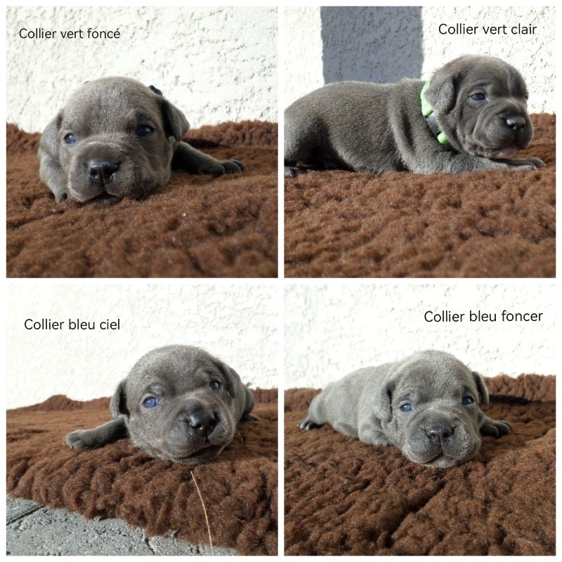 Blue Staffordshire Terrier puppies with pedigree. - For sale - Preeders