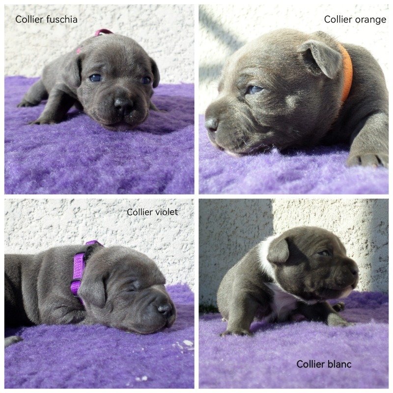 Blue Staffordshire Terrier puppies with pedigree. - FAMILY DOGS LOVE