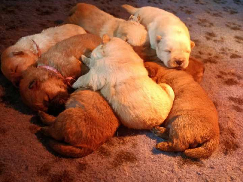 Chow chow puppies for reservation - For sale - Preeders