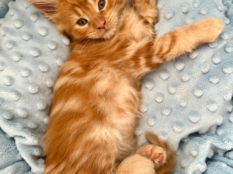 Maine Coon LOOF - For sale - Preeders