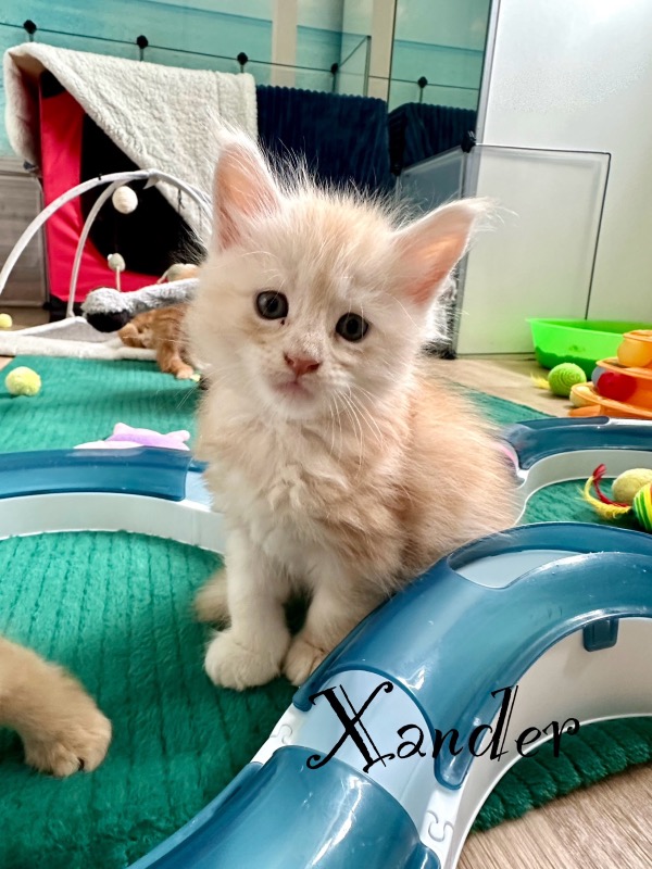 Maine Coon kittens LOOF - For sale - Preeders