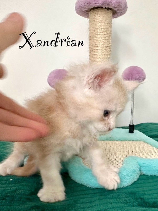 Maine Coon kittens LOOF - Christine D.