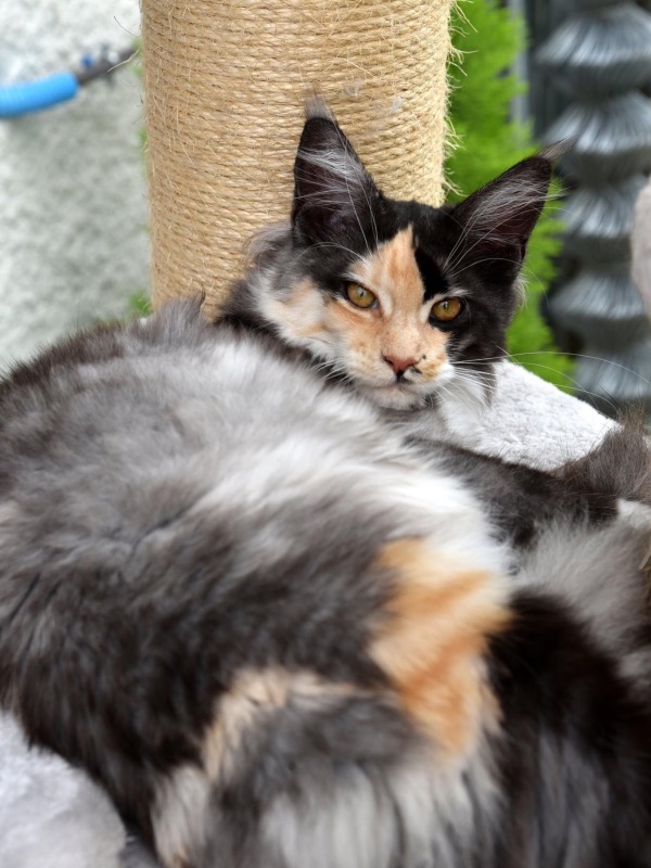 Maine Coon Kittens met stamboom - Christine D.