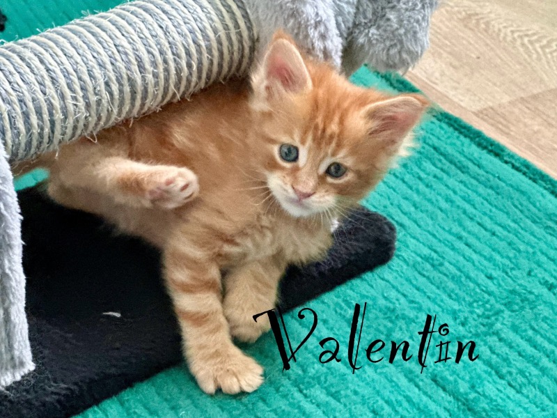 Maine Coon kittens LOOF - Christine D.