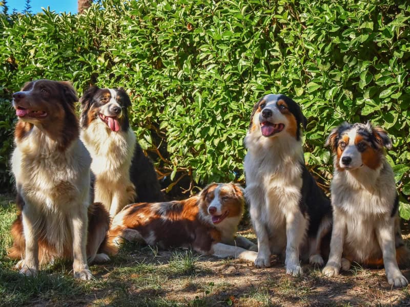 Rainbow's Rivers Shepherds -  of Australian shepherdbreeder - Preeders