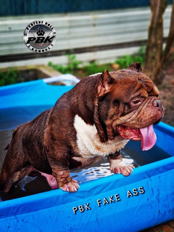 Exotique bully disponible pour saillie  - PERFECT BULL KENNEL 