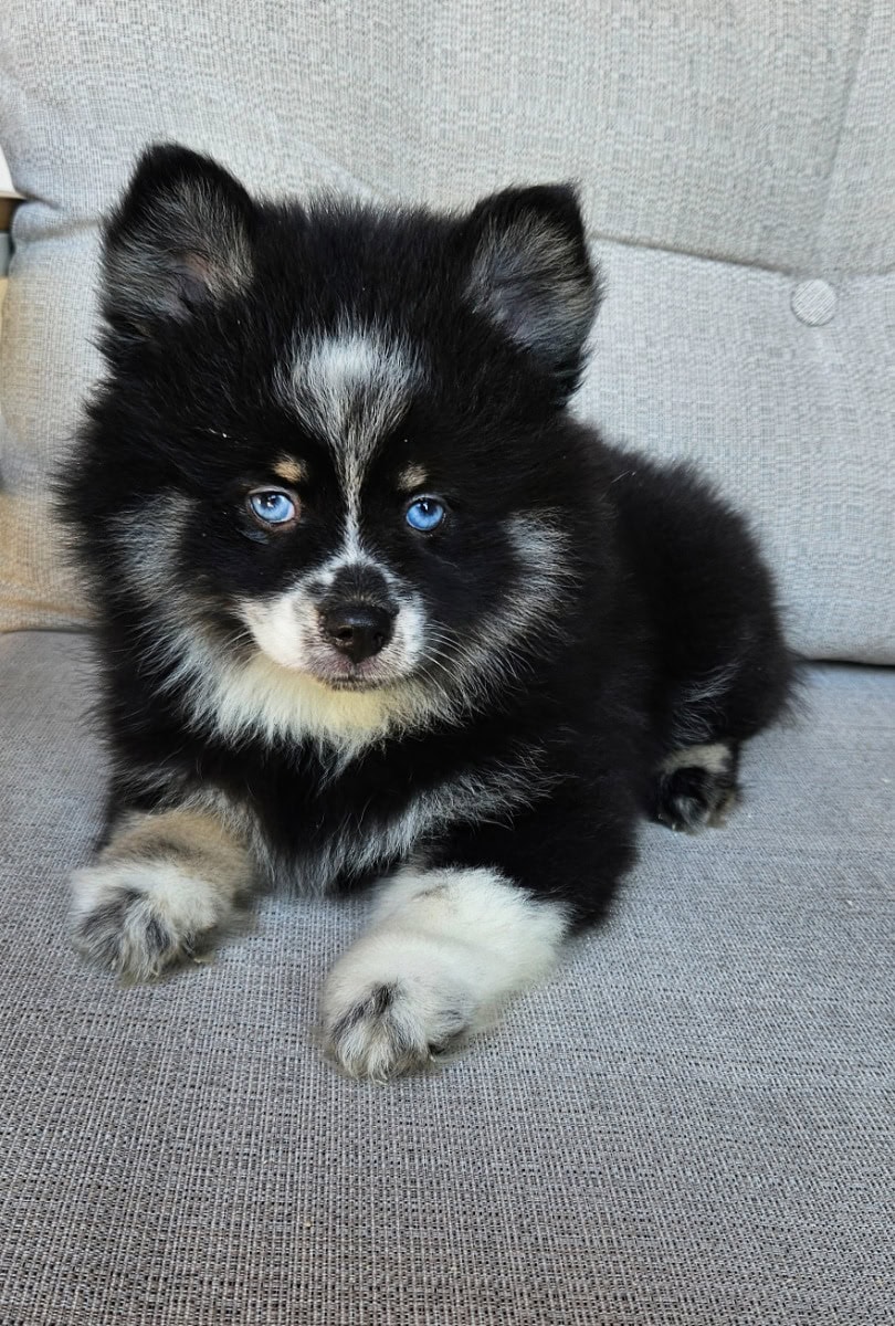 Female pomsky puppies - For sale - Preeders