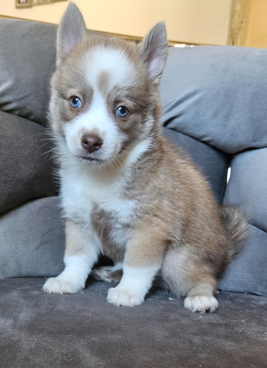 Pomsky puppies F4 - For sale - Preeders