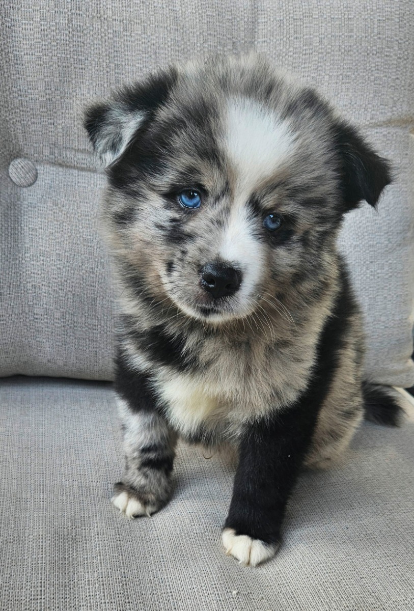 Chiots pomsky - À vendre - Preeders