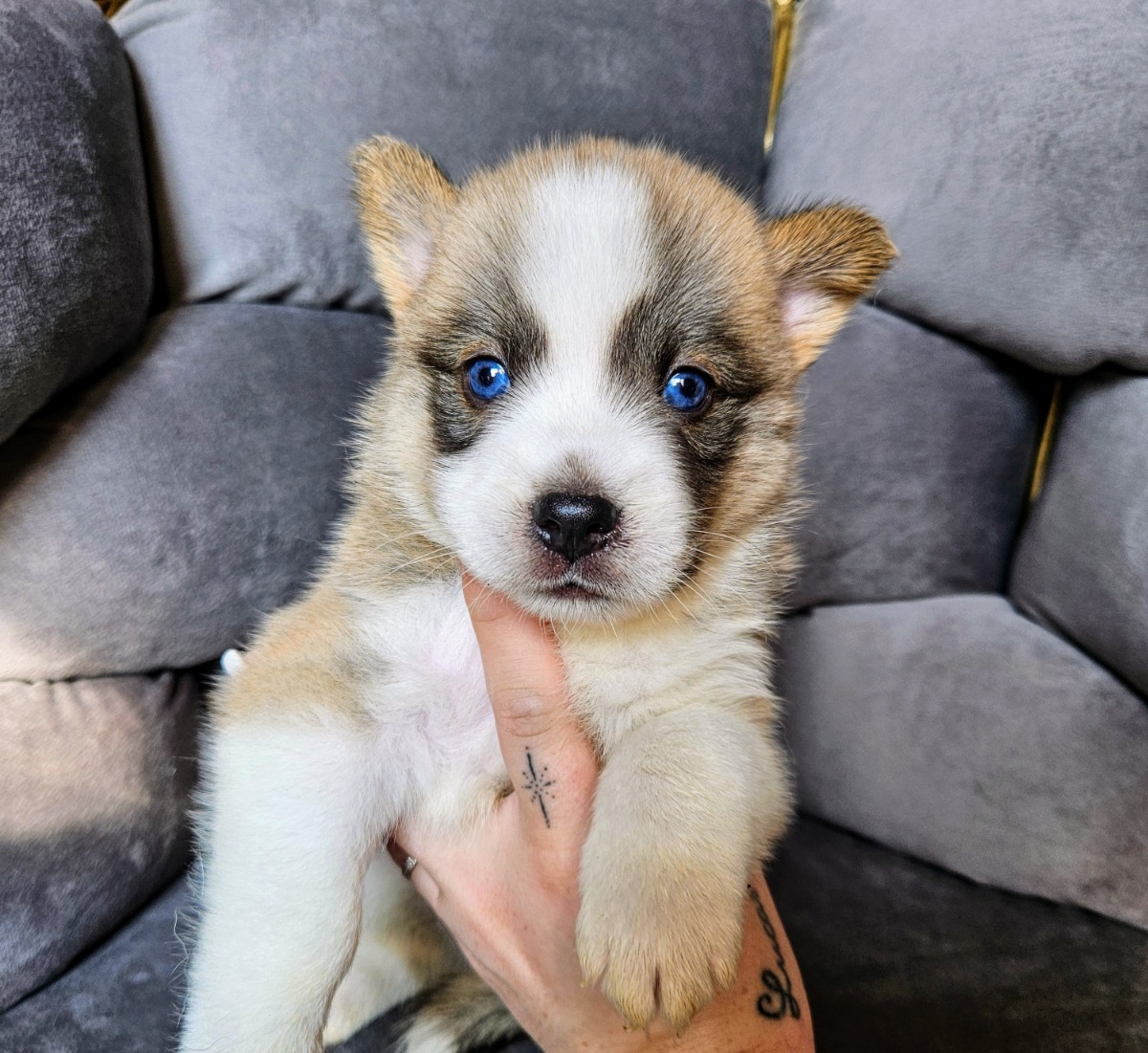 Pomsky pups f4 - Te koop - Preeders