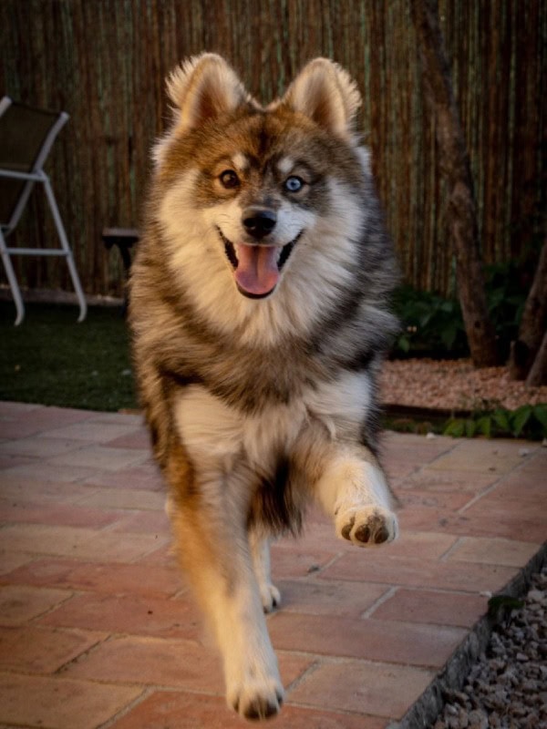 The happy dogs - Éleveur - Chiens - Pomsky - Pomchi