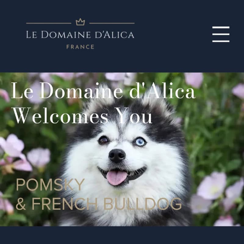 Le Domaine d'Alica - Éleveur - Chiens - Bouledogue français - Pomsky